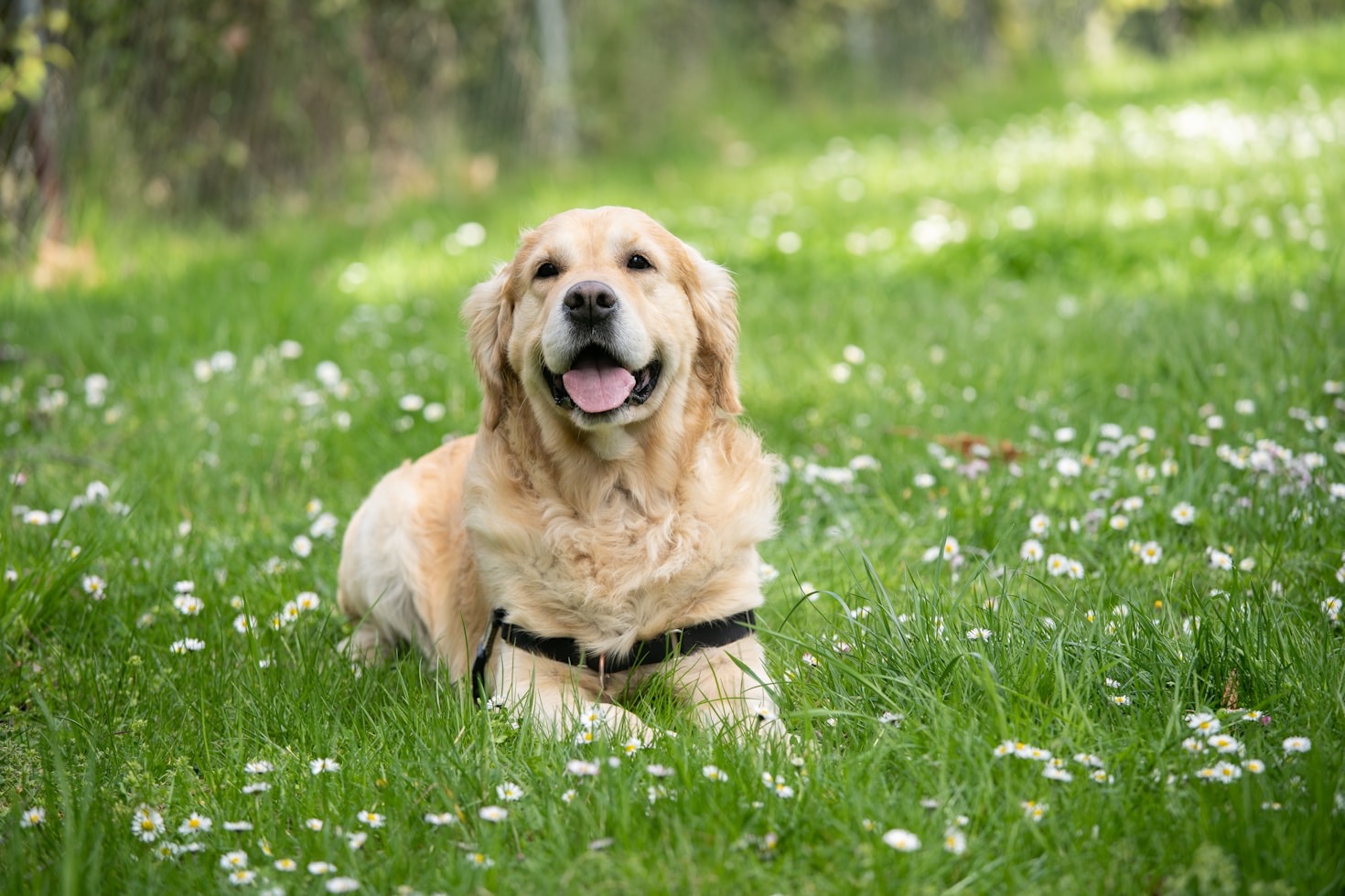 How to Ensure Your Dog’s Happiness Daily