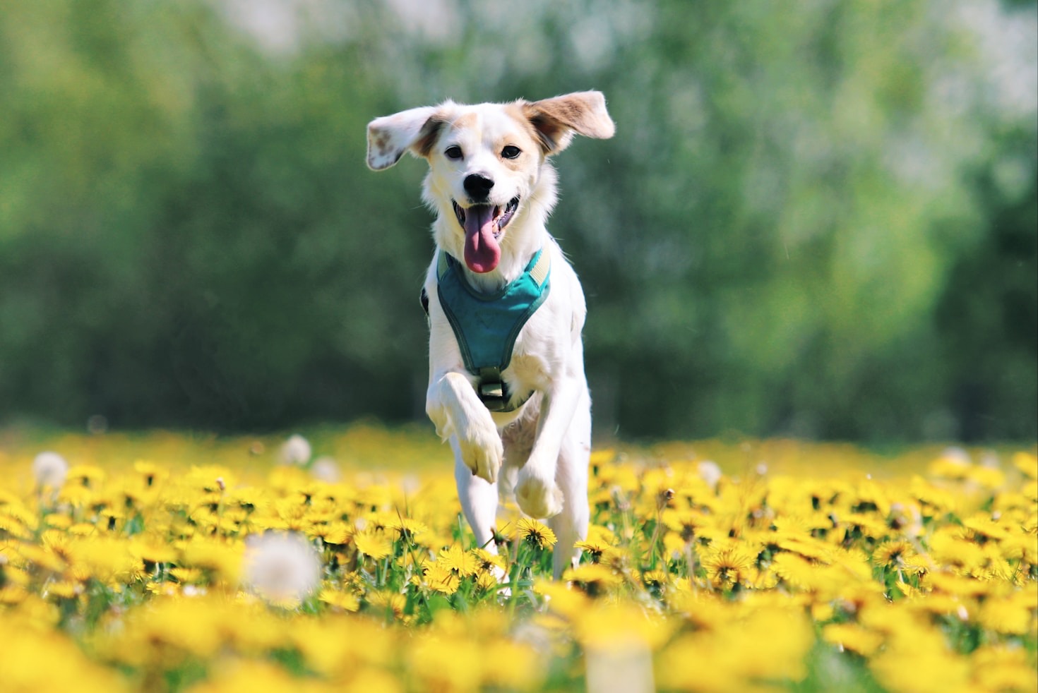 The Ultimate Guide to Dog Grooming at Home