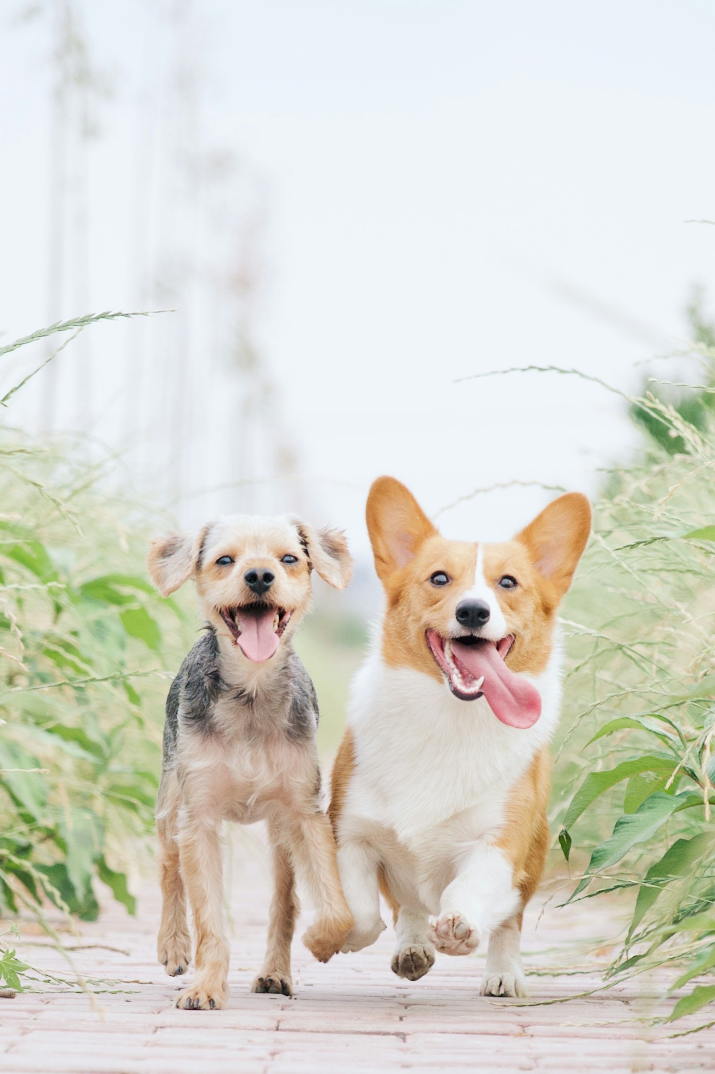 Why Socialization is Key for Your Dog