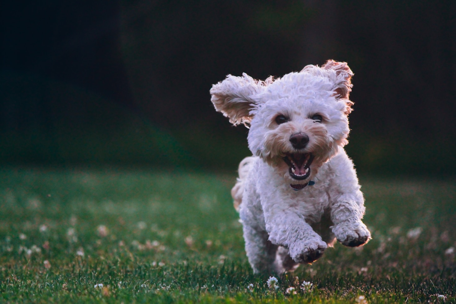 Top Qualities of Great Dog Sitters